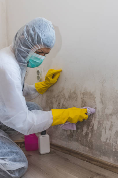 Best Mold Odor Removal Services  in Roxana, IL