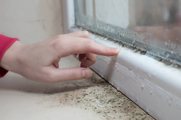Best Asbestos and Lead Testing During Mold Inspection  in Roxana, IL