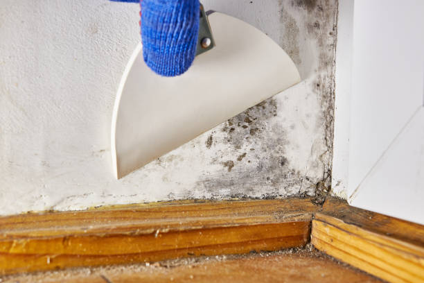Roxana, IL Mold Removal Company